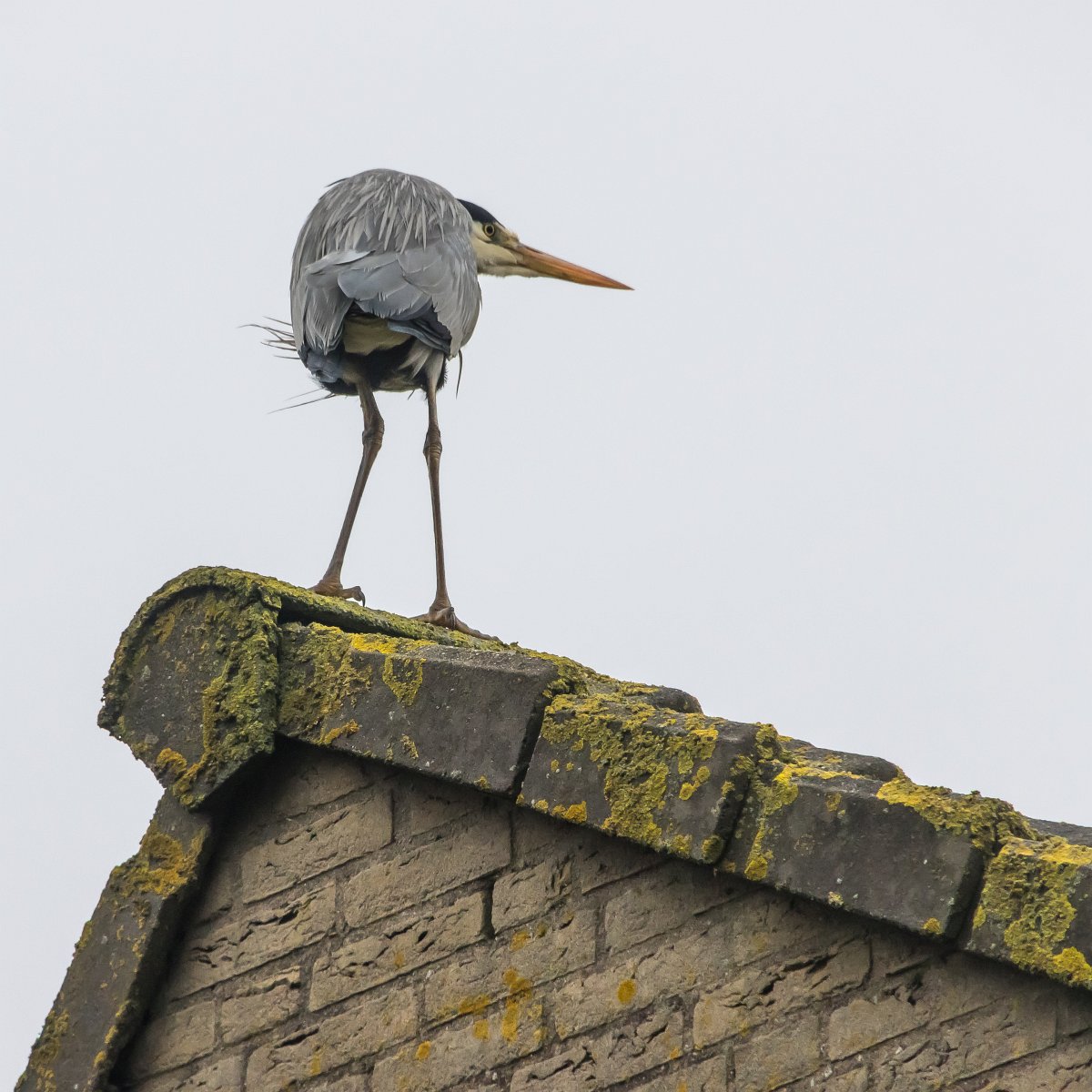 foto: [20210206PV2853]